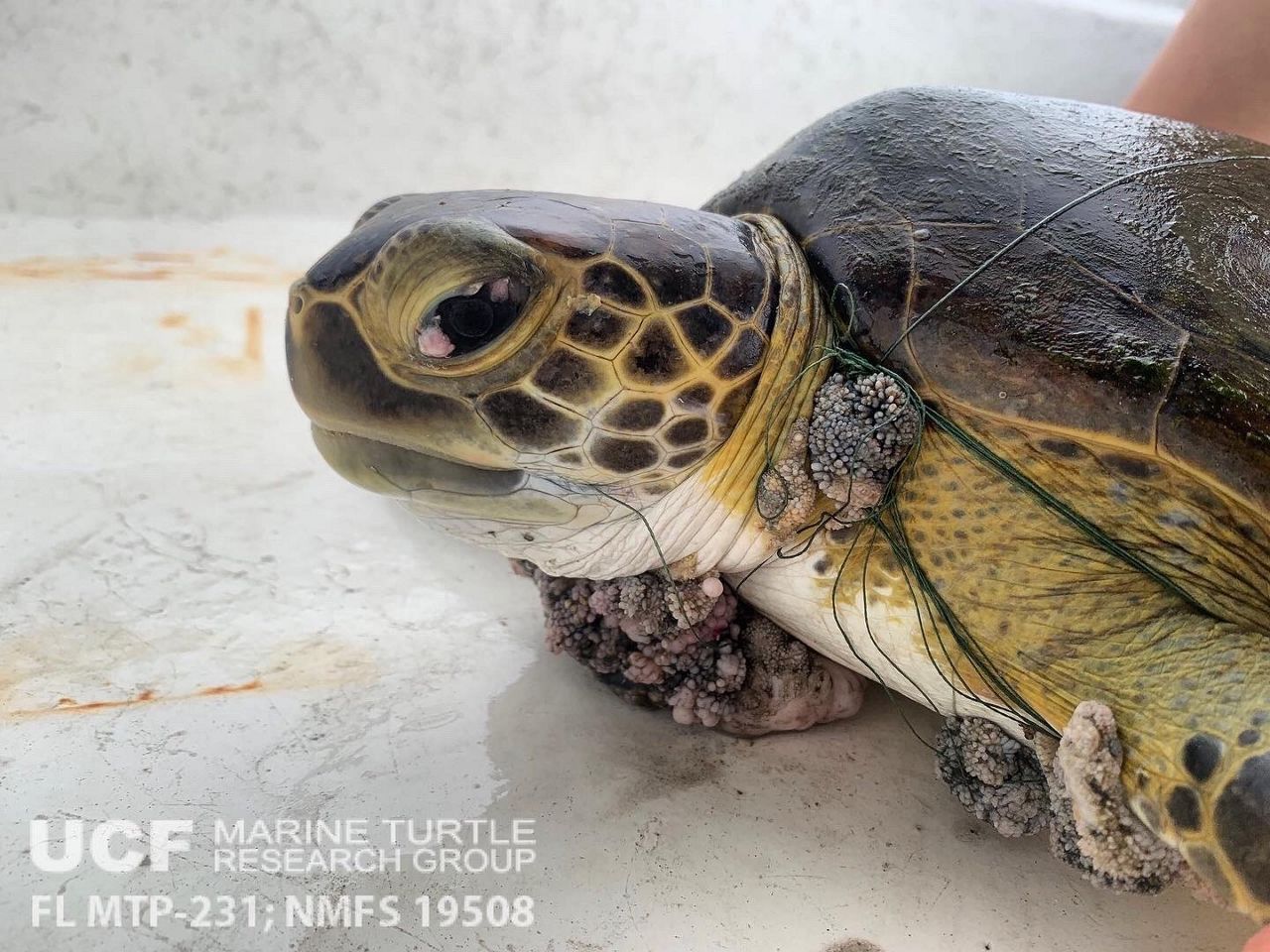 Sea Turtle Preservation Society saves stranded turtle in Melbourne Beach