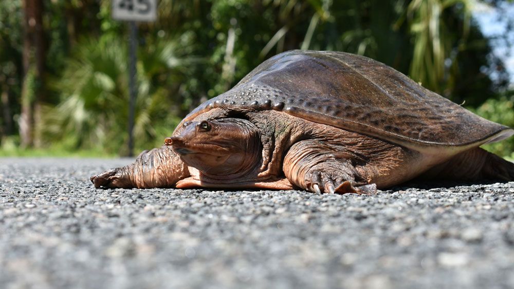 seeing-dead-turtles-at-florida-waterways-fwc-wants-to-know