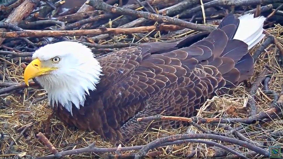 Eaglecam