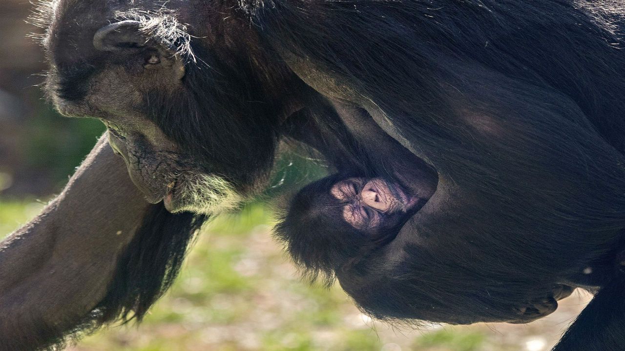 NC Zoo Announces Pregnant Chimpanzee