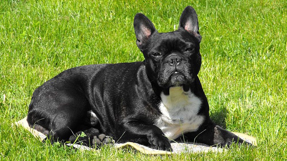 A French bulldog. (Wikimedia Commons)