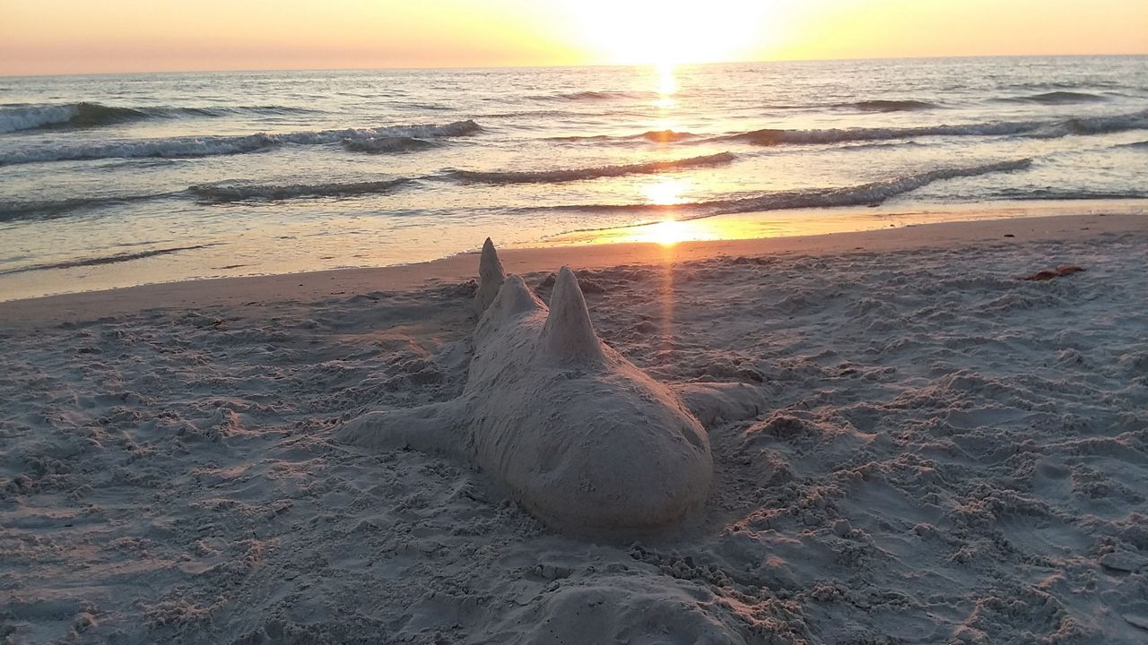 "Sand shark" on Indian Shores Beach. Submitted via our Spectrum Bay News 9 app. (Courtesy of viewer John C.)