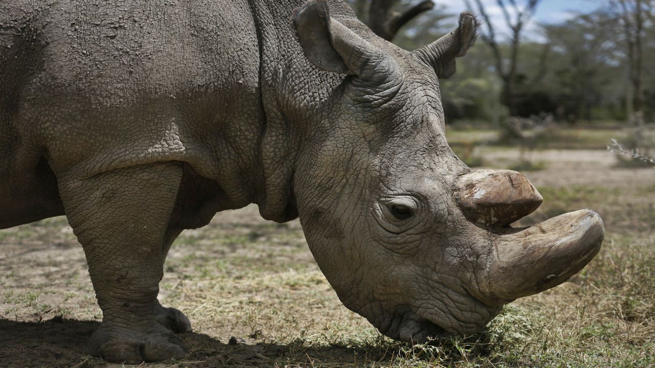 White rhino