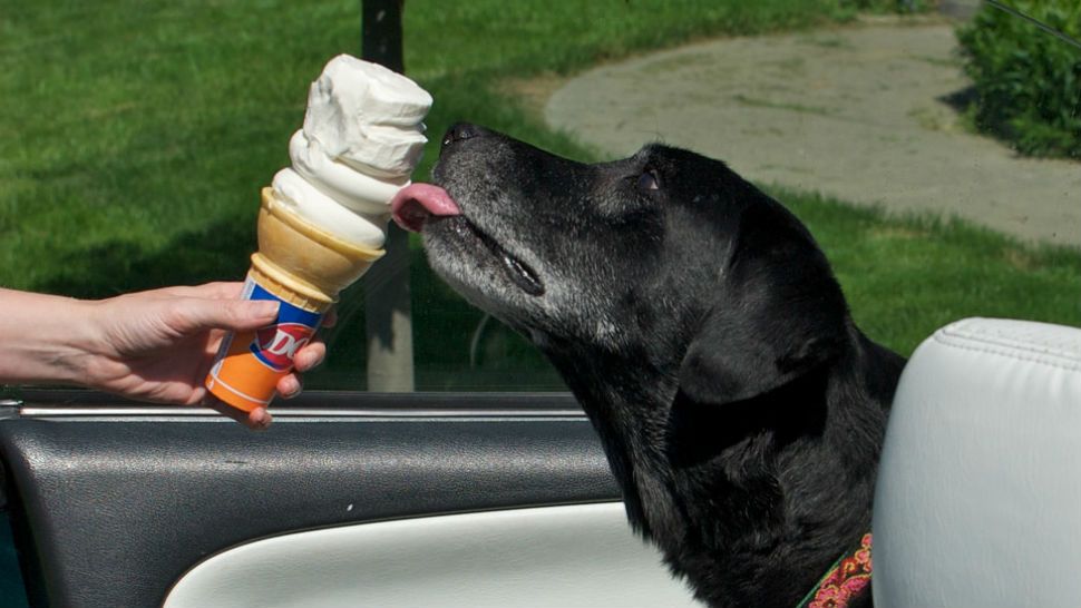 FILE- Libby the Labrador has cancer and is not long for this world. Because of that, she gets pretty much anything, including DQ ice cream cones. Image/Pete Markham