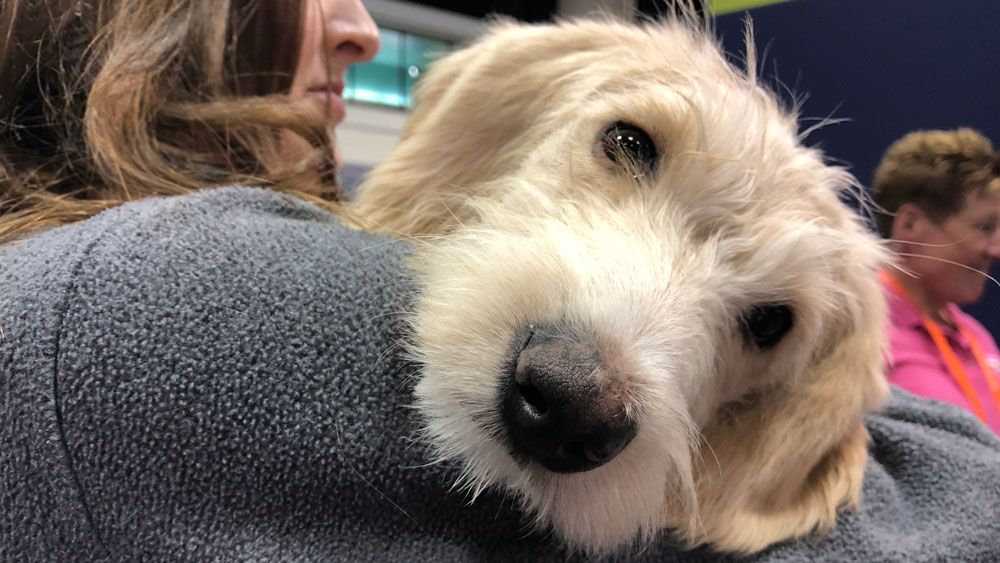 Mila was one of the Florida Little Dog Rescue dogs adopted at Global Pet Expo this week. (Christie Zizo, Spectrum News)