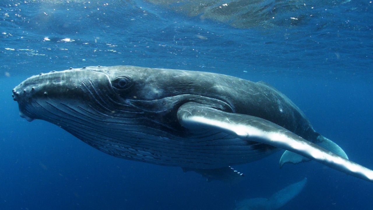 blue whale aquarium