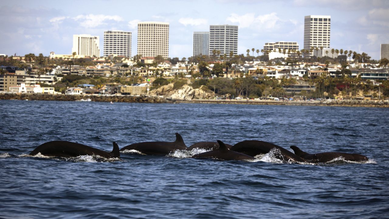 This Saturday, March 20, 2021, image provided by Mark Girardeau with Newport Coastal Adventure, shows false killer whales, a tropical species rarely seen off Orange County, spotted off Newport and Laguna beaches in Southern California. (Mark Girardeau/Newport Coastal Adventure via AP)