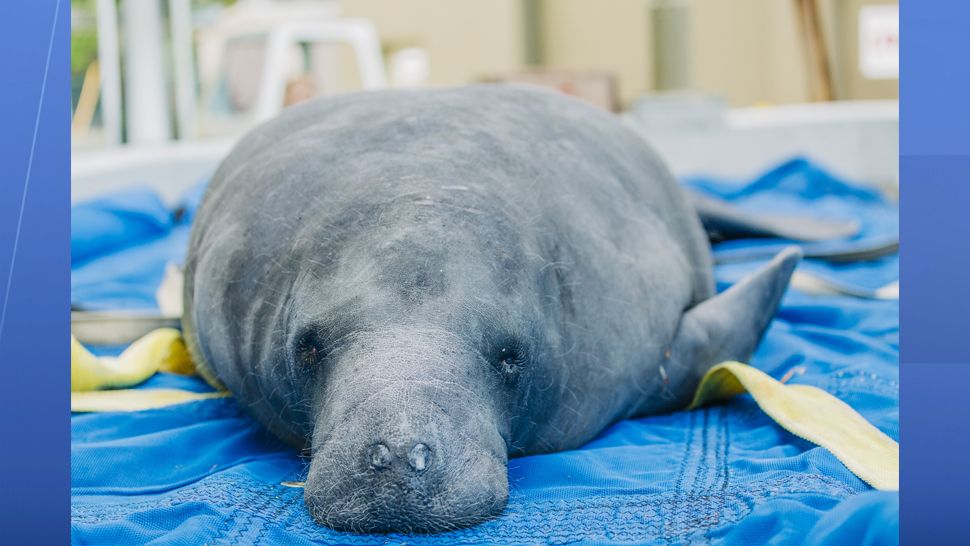 ZooTampa's Manatee Critical Care Center is back in action, taking in sick and injured manatees, after the building received extensive renovations. (ZooTampa)