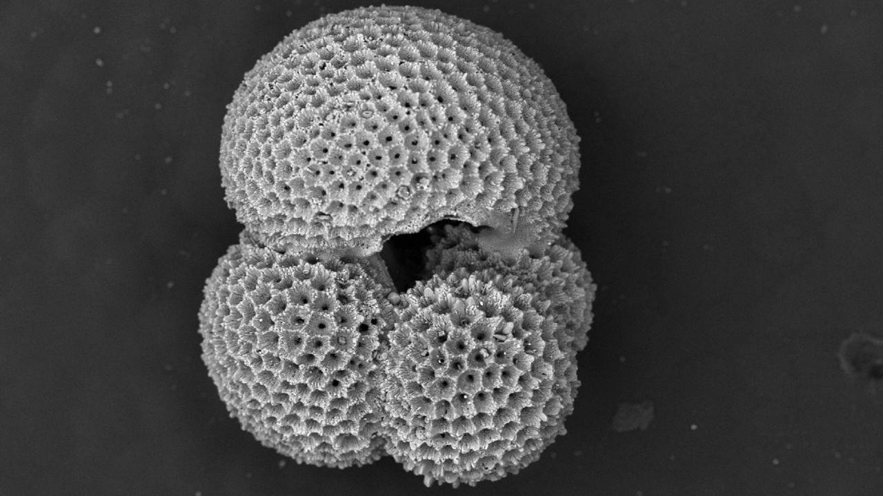 Deep dive: UW researchers find climate clues in tiny fossils from the ocean floor 