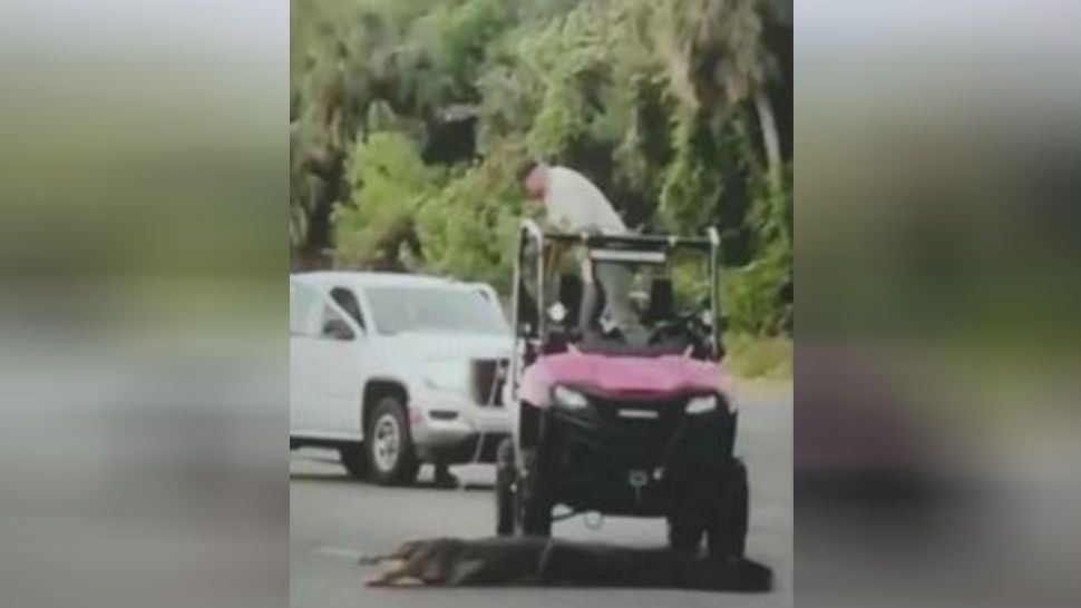 The Florida Fish and Wildlife Conservation Commission is investigating a report that an alligator was dragged out of a public roadway in Volusia County. Image/FWC