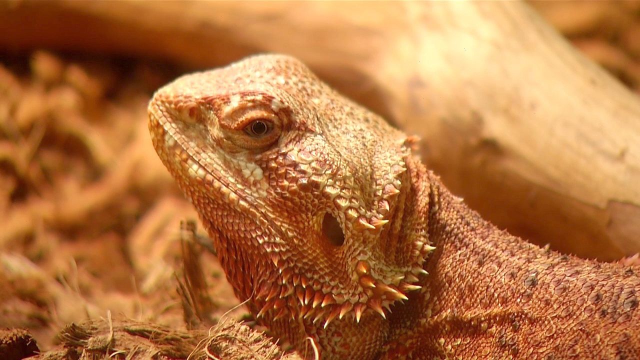 Bearded dragon lizards behind salmonella outbreak, CDC says