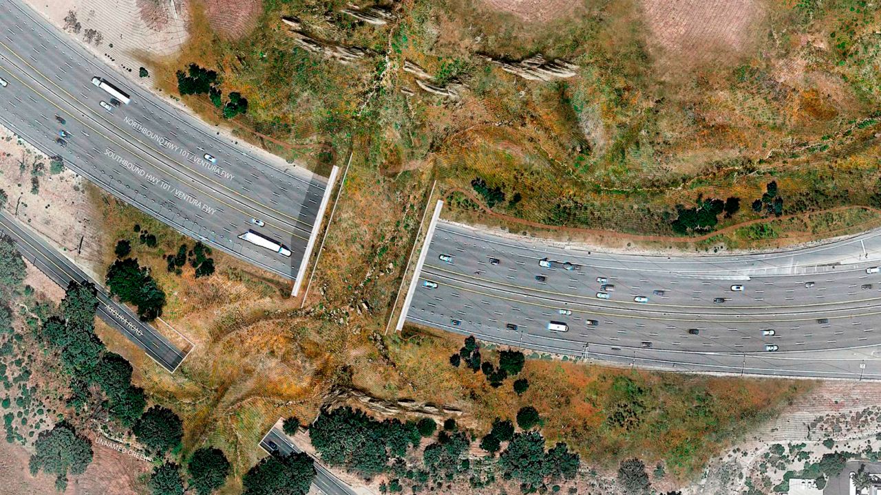 This undated illustration provided by the National Wildlife Federation shows a rendering of a wildlife bridge crossing over U.S. Highway 101 between two separate open space preserves on conservancy lands in the Santa Monica Mountains in Agoura Hills, Calif. (National Wildlife Federation via AP)