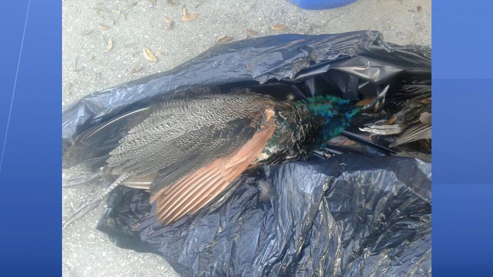 The Florida Voices for Animals is offering a reward of $500 for information leading to the arrest of a person or people who shot two peacocks in Riverview. (Hillsborough County Sheriff's Office)