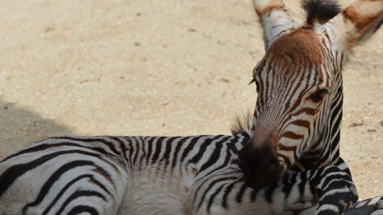 The 65-pound zebra was born to mom Heidi and was up and moving just a few minutes following her birth. (Courtesy of Disney Parks)