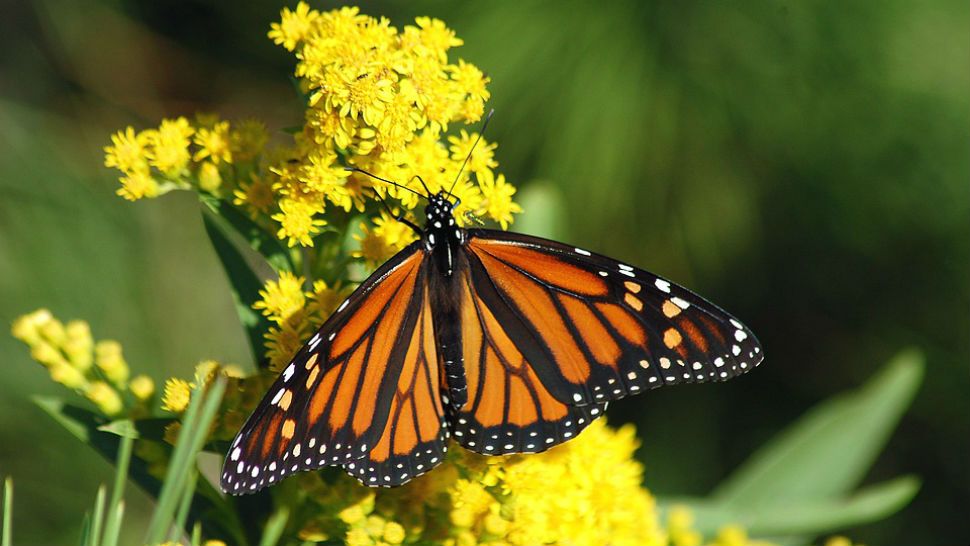 Monarch butterfly migration 