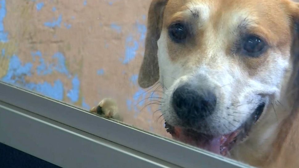 Brevard Humane Society Seeks Donations to Repair Hail Damage
