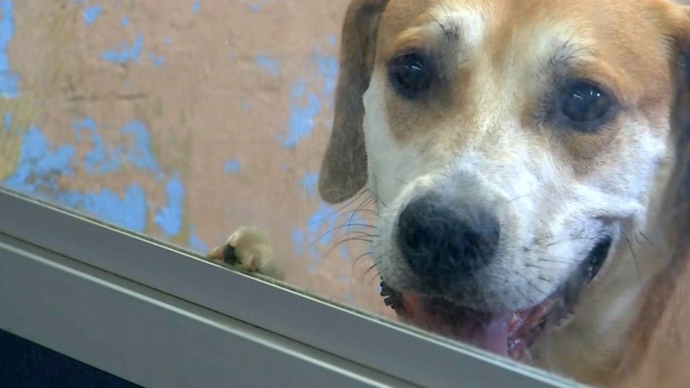 Animals that roamed outdoor pens at the Brevard Humane Society's Cocoa adoption center are being kept in crates inside after a hail storm caused hundreds of dollars in damage Wednesday. (Krystel Knowles/Spectrum News 13)