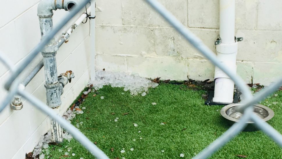 It took awhile for hail to melt at the Brevard Humane Society's Cocoa adoption center Wednesday. (Brevard Humane Society)