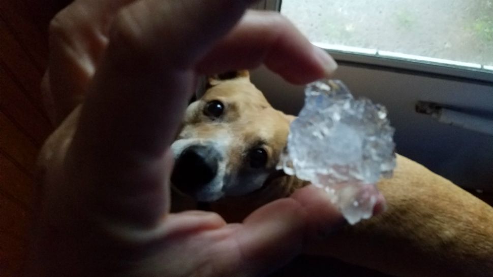 Pupper keeping safe from the hail in Canaveral Groves. (Beth Nasse/viewer)