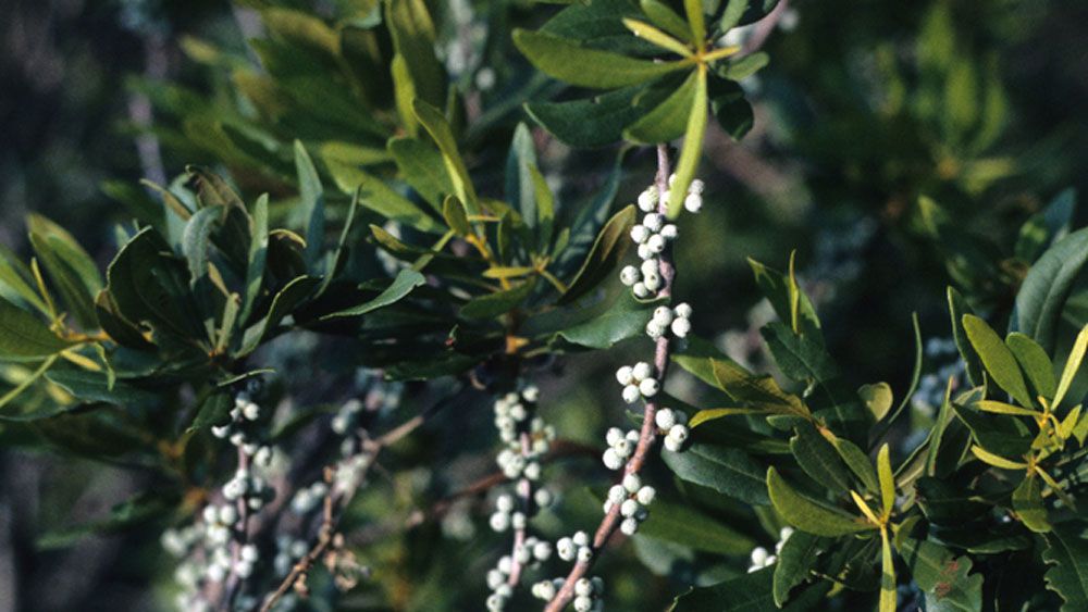 Like Summer, Florida Allergy Season Never Really Goes Away