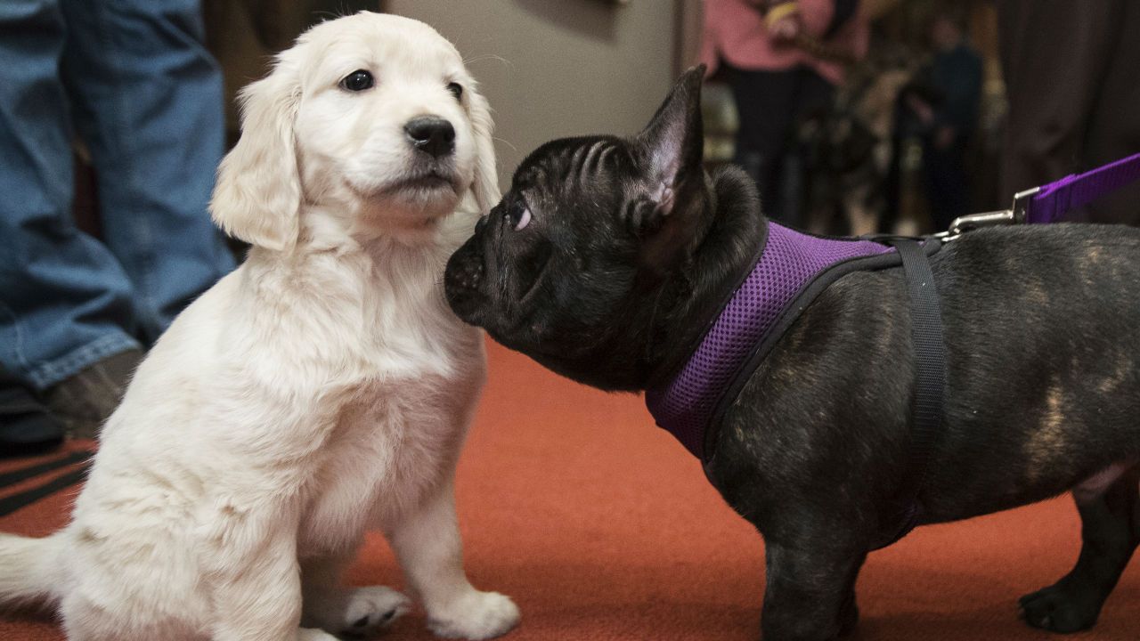 Kennel club best sale french bulldog puppies