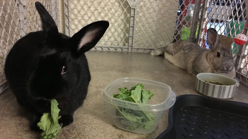 Snuggle a Bunny at Pop-up Bunny Cafe in Orlando Saturday