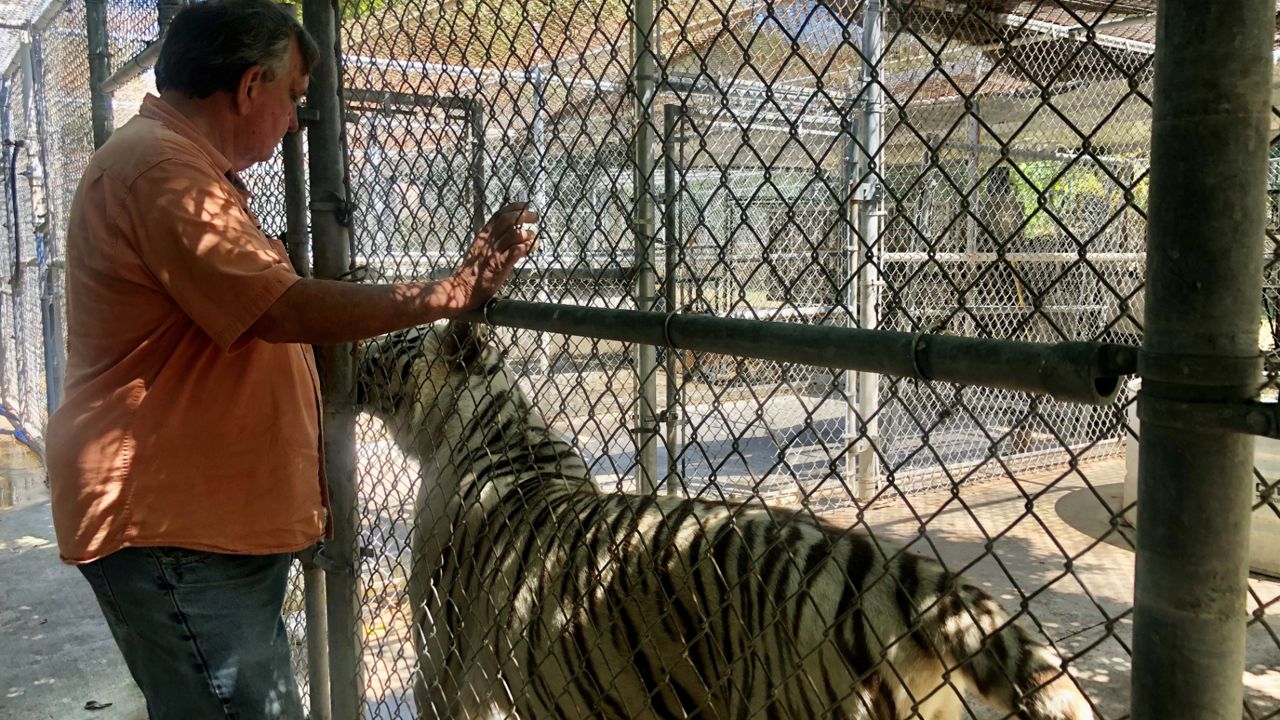 TampaArea Exotic Animal Handler Speaks About "Tiger King"
