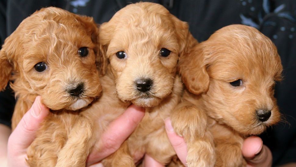 FILE photo of three adorable puppies. (Pixabay)