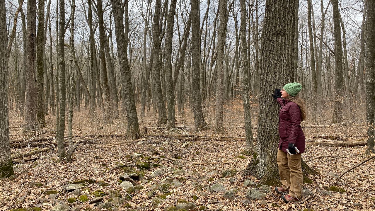 Climate Connections: As winters get warmer, Wisconsin’s forests are pushed to adapt — with some help from humans
