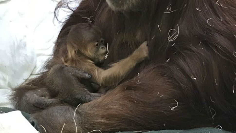 This undated photo provided by Denver Zoo shows a Sumatran orangutan and a newborn baby at the Denver Zoo in Denver, Colo. The zoo is welcoming the baby Sumatran orangutan who is named Cerah (Che-rah) after an Indonesian word that means "bright" and is often used to refer to sunshine. The female primate was born Sunday, March 25, 2018, to parents Nias and Berani, and the family is bonding away from prying eyes. Cerah should make her public debut within the next two weeks in the Great Apes exhibit in Primate Panorama. (Denver Zoo via AP)