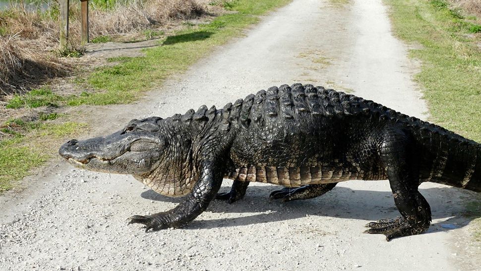 Richard and Kathy Faulkner, a couple from Canada, spotted this massive gator at the Circle B Bar Reserve in Lakeland. (Courtesy of Richard Faulkner)