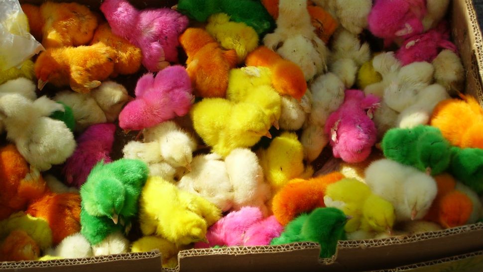 FILE- Dyed chicks found on China side street. Image/Andrew Johnston, Flickr