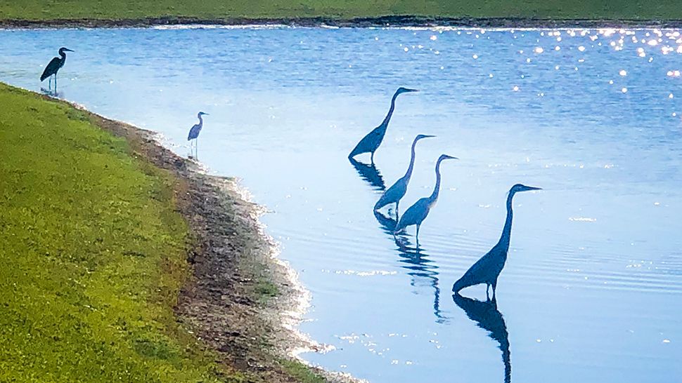 Submitted via the Spectrum News 13 app: A warm day in Windermere, Saturday, March 30, 2019. (Courtesy of viewer Kat Herron)