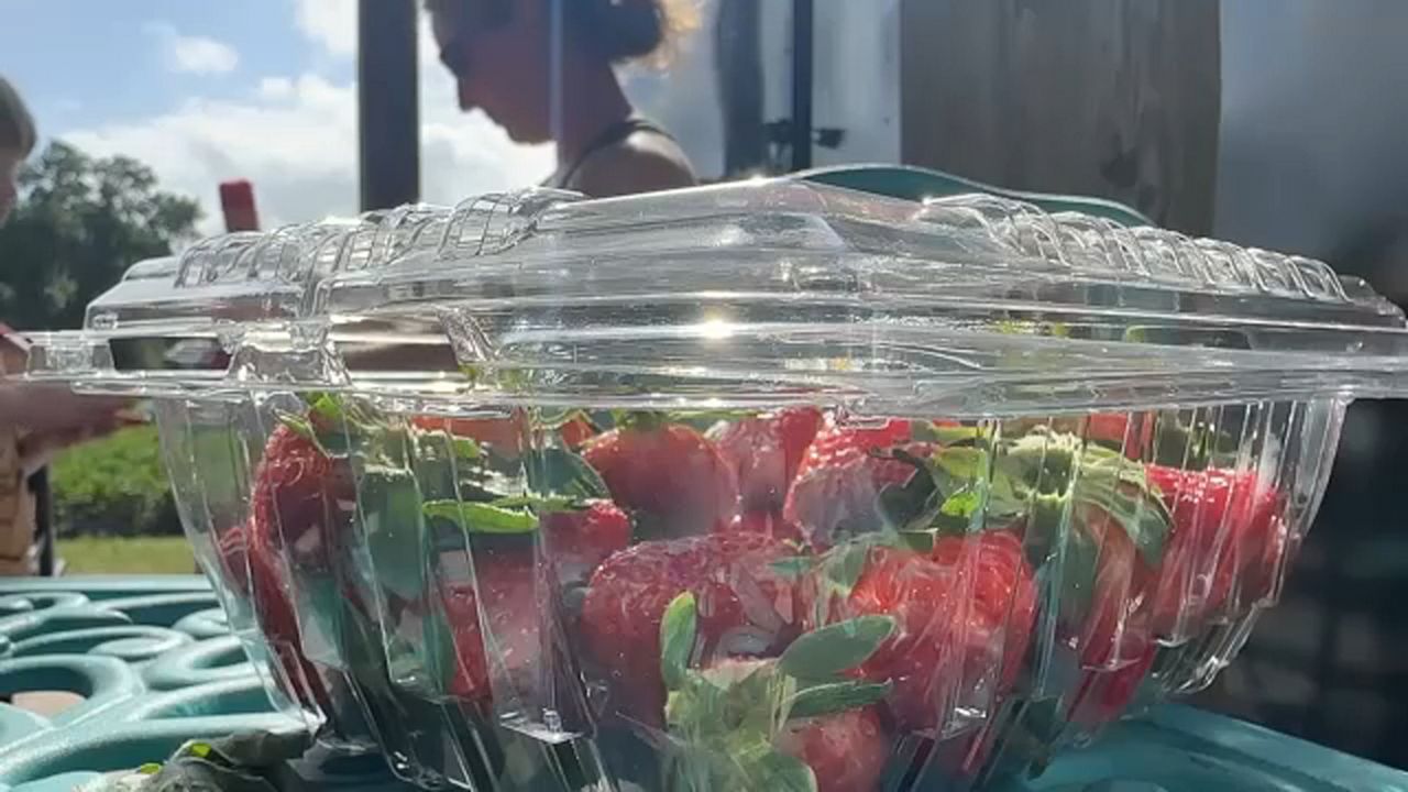 Strawberry farmer says winter freeze, imports from Mexico have led to tough year for growers