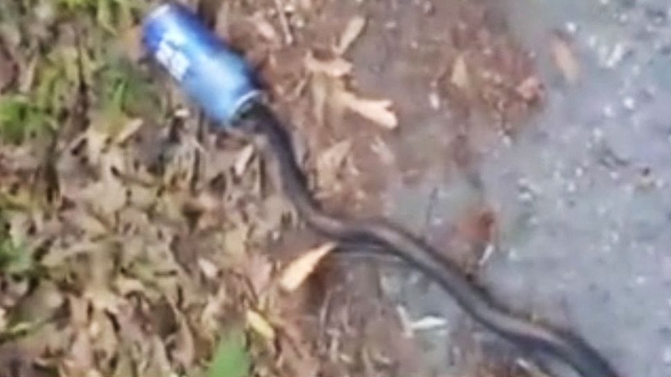 Rosa Fond rescued a snake that was stuck inside a beer can. (Courtesy of Rosa Fond)