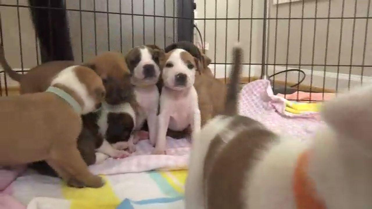 Dog Rescue In Desperate Need Of Fosters