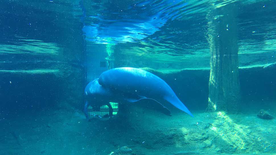 Manatee Critical Care Center at ZooTampa Re-Opens