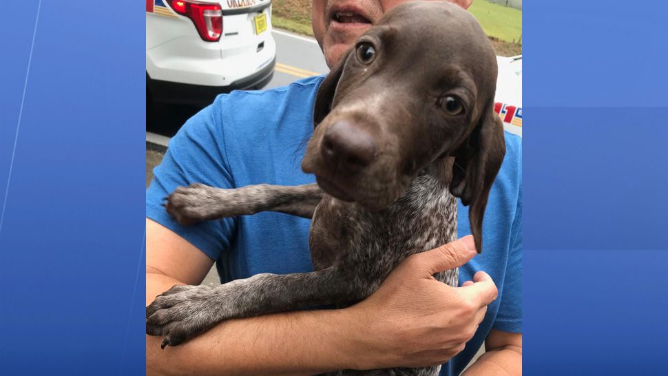 Puppy Recovered After Being Stolen In Car At Gas Station