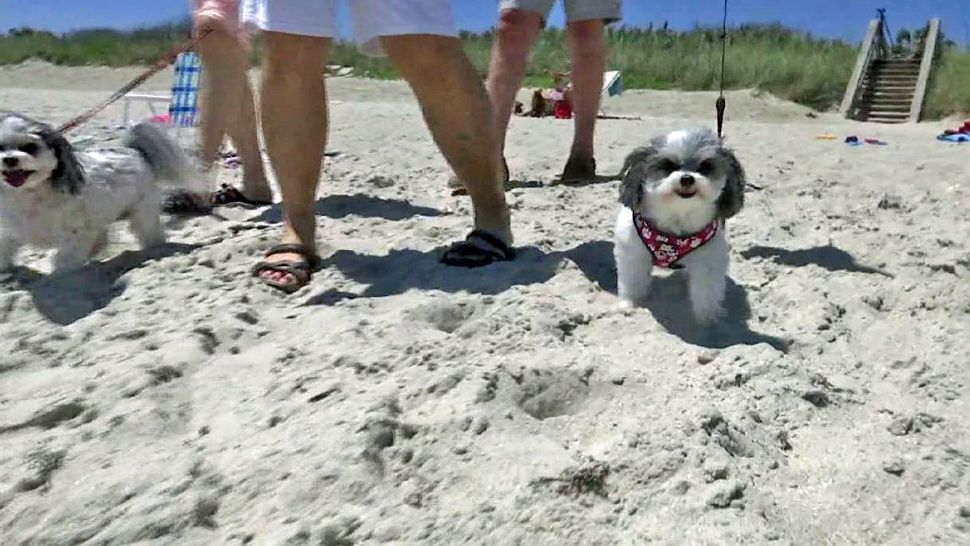 A new amendment will let people bring dogs to beaches from 4th to 16th Street at Lori Wilson Park for a six-month trial period. (File photo)