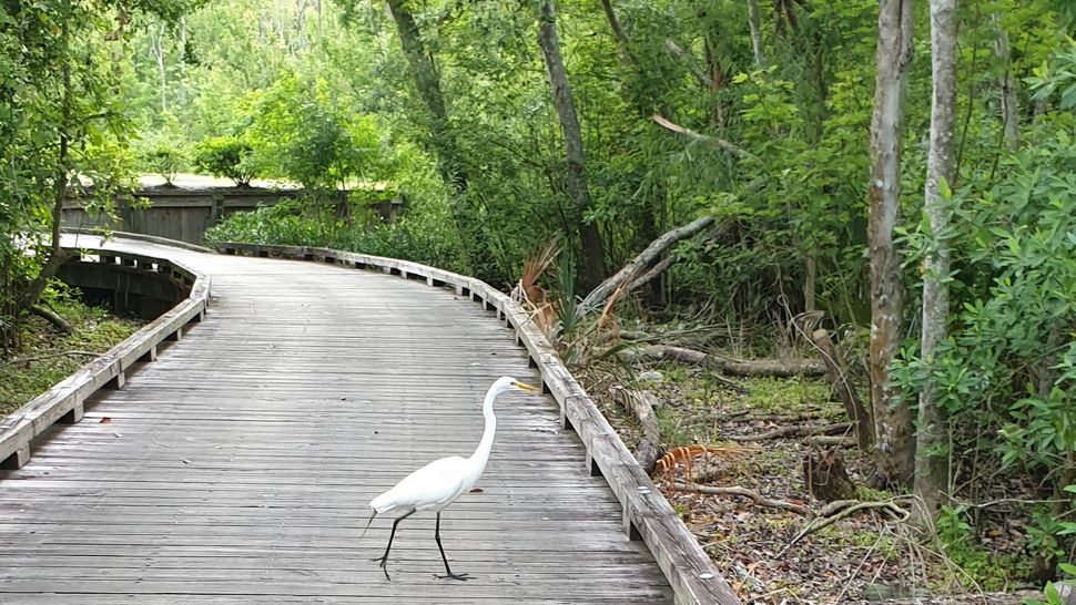 Sent to us with the Spectrum News 13 app: You never know what you will see when taking a walk at Orange Lake. (Photo courtesy of Martin Packard, viewer)