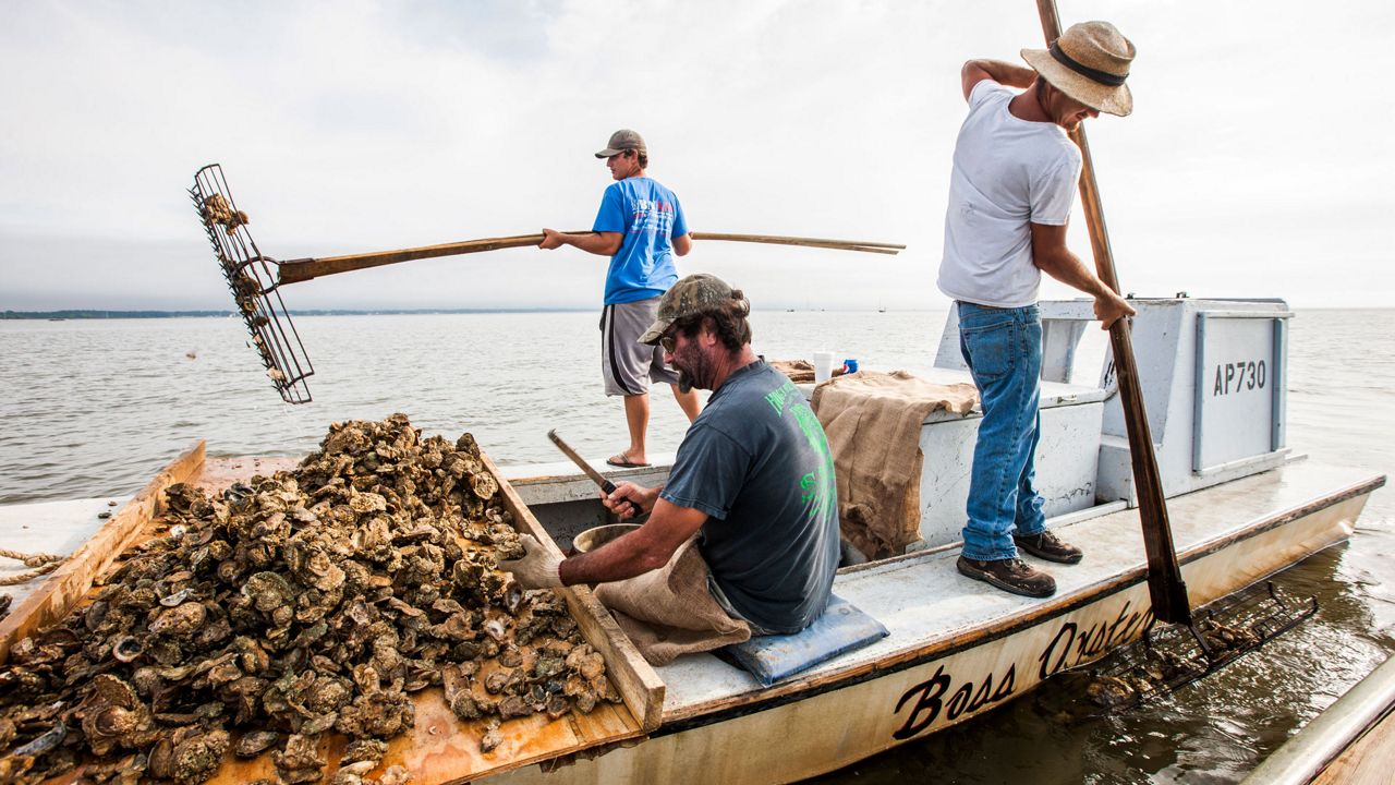 Fishermen collect oysters in Appalachicola Bay in 2015. Florida said that Georgia's water usage contributed to the collapse of the oyster industry. (AP/File)