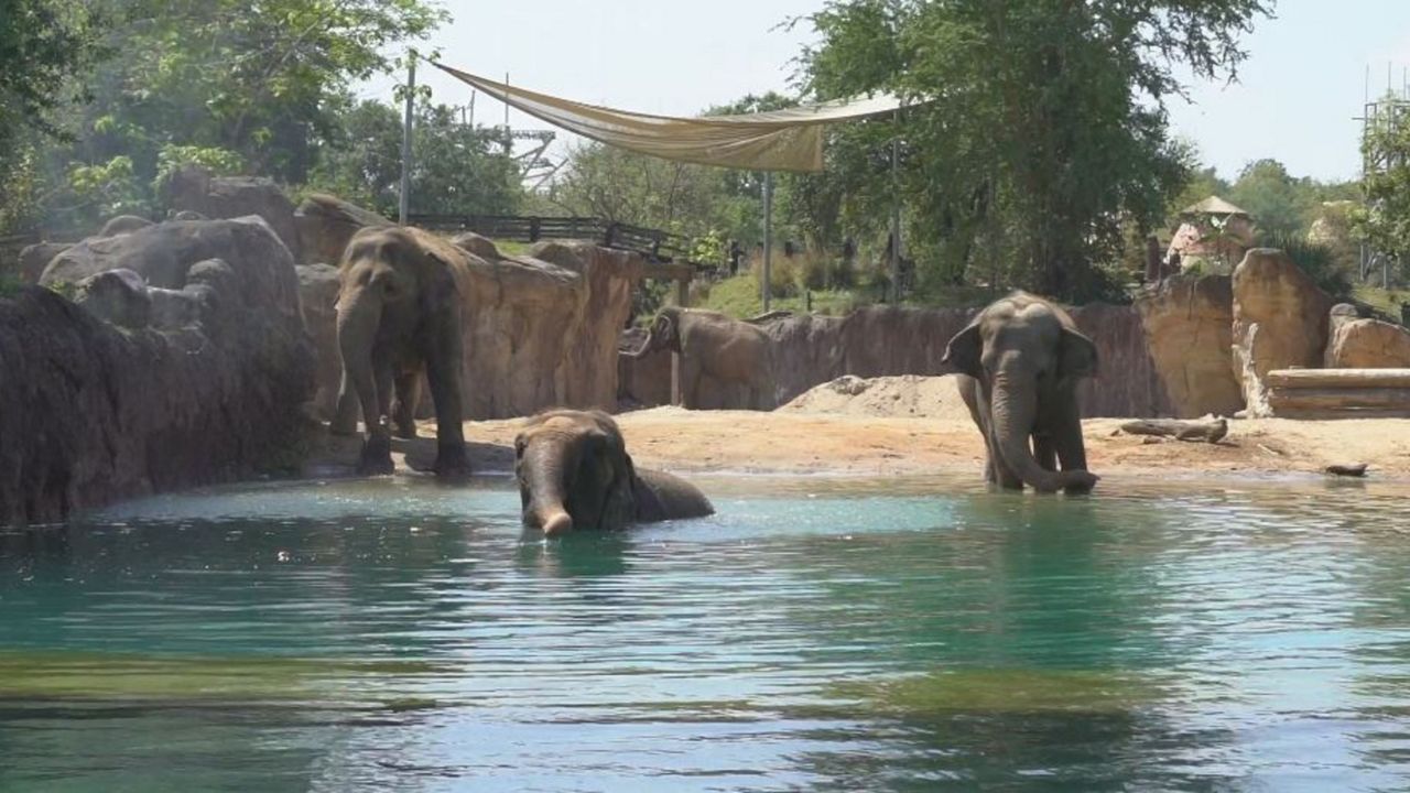 Busch Gardens Tampa Bay's herd of elephants go for a swim. (Courtesy of Busch Gardens)