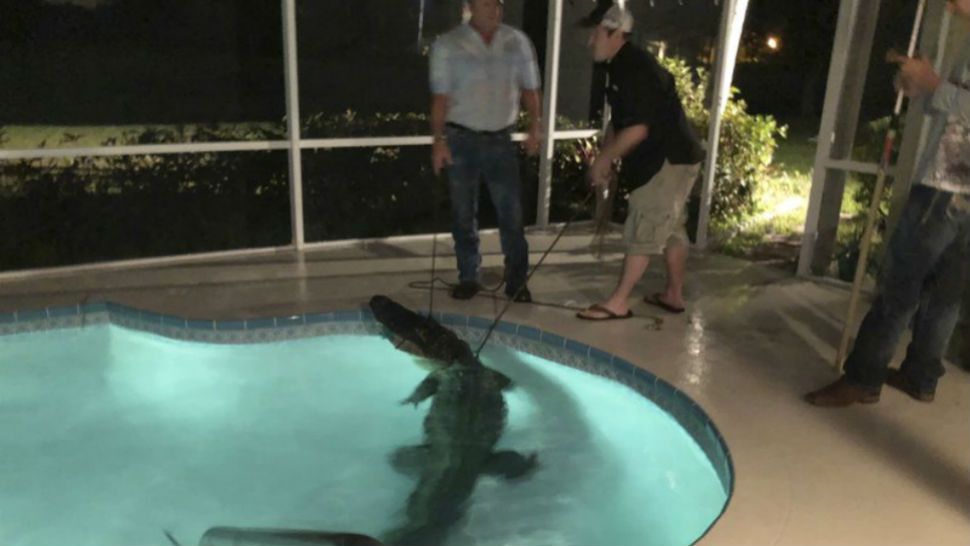 In this photo provided by Sarasota County Sheriff’s Office, authorities remove an alligator from a pool in Sarasota, Fla. Authorities received a call about the alligator Friday, March 30, 2018. (Sarasota County Sheriff’s Office via AP)