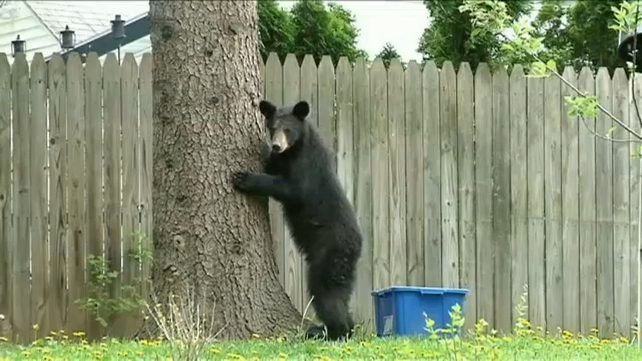 It's Bear Season in Central Mass