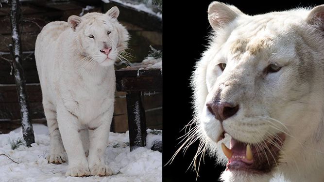 Arthur the tiger
