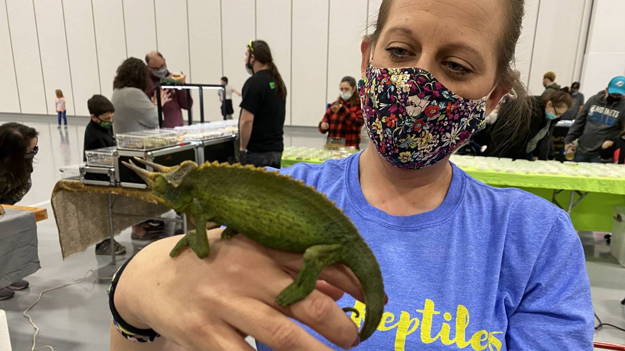 Tinley Reptile Show 2024 Amity Merralee