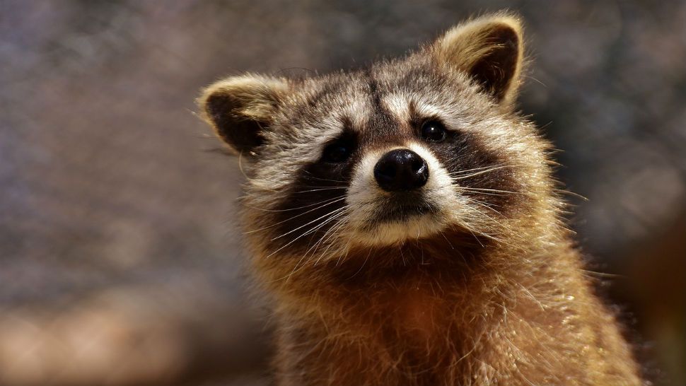 A brown raccoon.