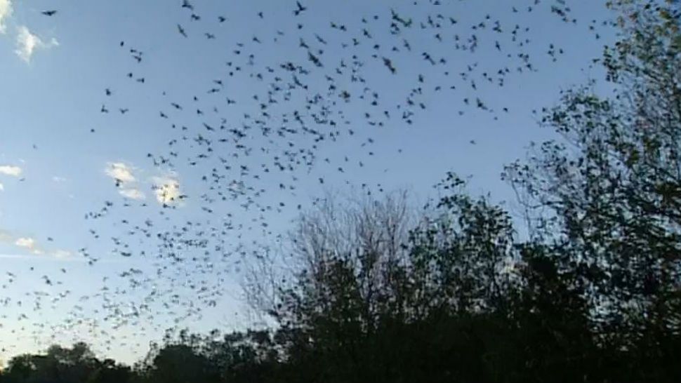 Bats flying through sky