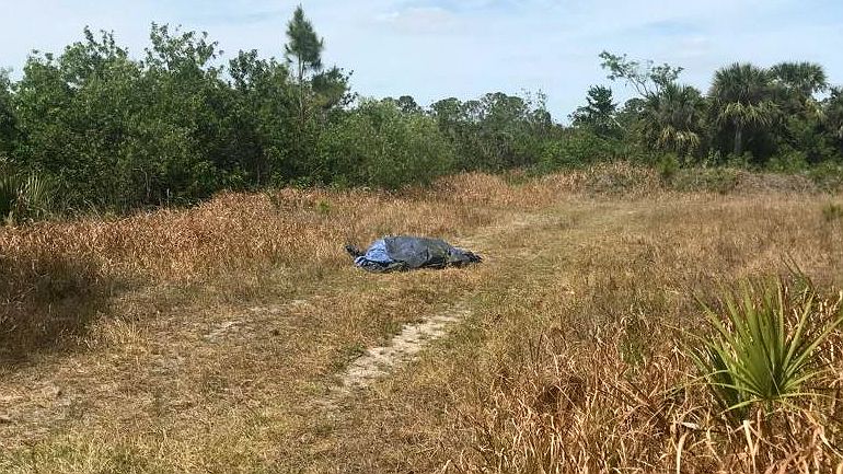Florida wildlife officials are looking into a headless gator found in a wooded area on a dead-end Rockledge street Thursday. (Greg Pallone, staff)