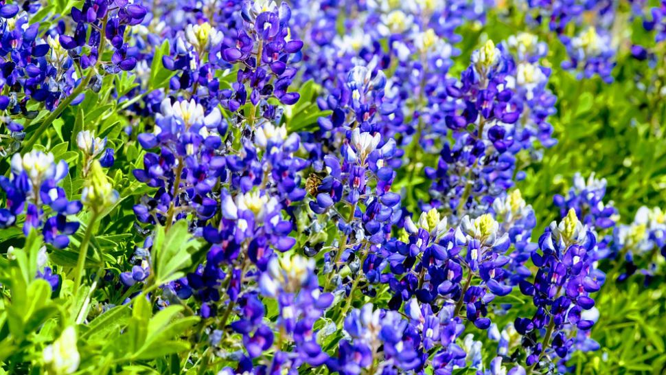 Spring means it's bluebonnet season in Texas. (Courtesy: Pixabay)